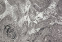 Whorl Fangshan