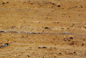 Yellow Travertine