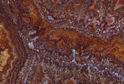 Red Onyx