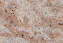 Kashmire Red