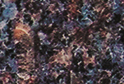 Dakota Mahogany