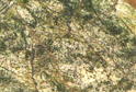 Rain Forest Green