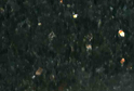 Black Galaxy