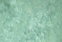 Ming Green