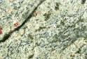 Verde Eucalipto