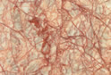 Agate Red