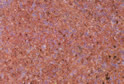 Richearth Red