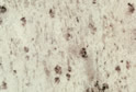 White Galaxy