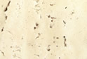 White Travertine