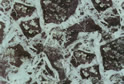 Verde Patricia