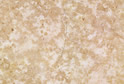 Beige D1