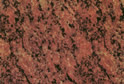 Vanga Red