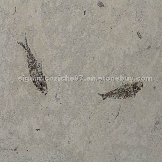 Pesci Fossili