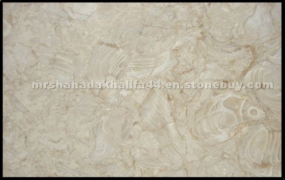 Shells Stone Beige Limestone