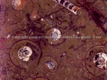 Brown Fossil marble