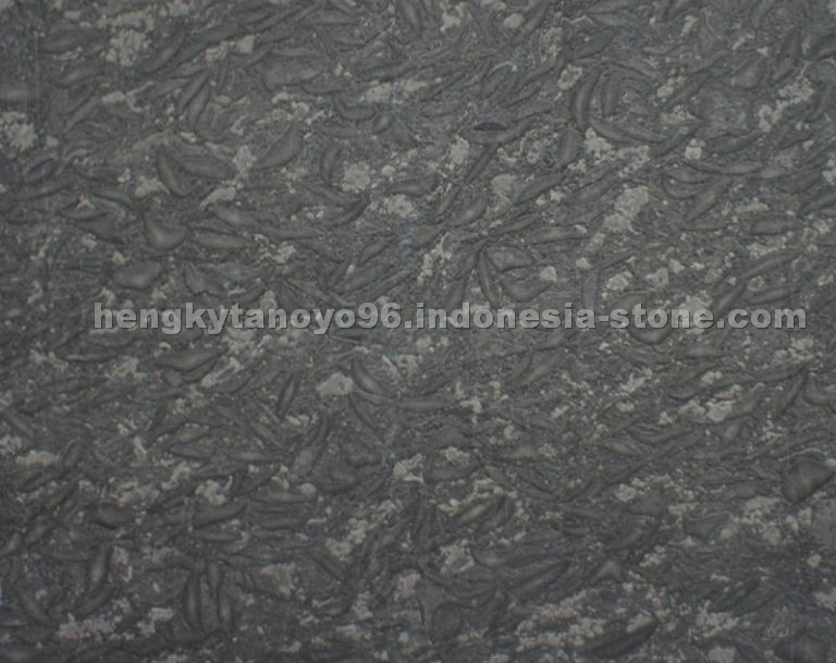 Gregio Fossil