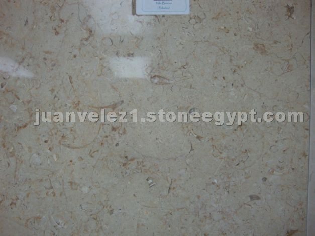 Polished Honed Limestone Shell Tile 24x24