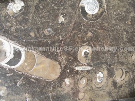 Maron Fossile marble