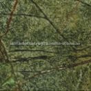 Rain Forest Green