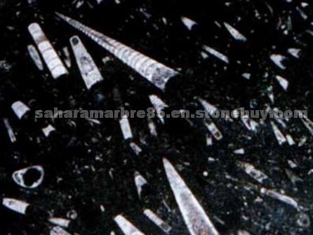 Noir Fossile marble - Black Fossile marble