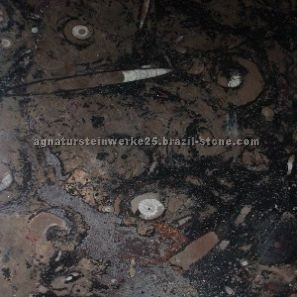Fossil brown marble