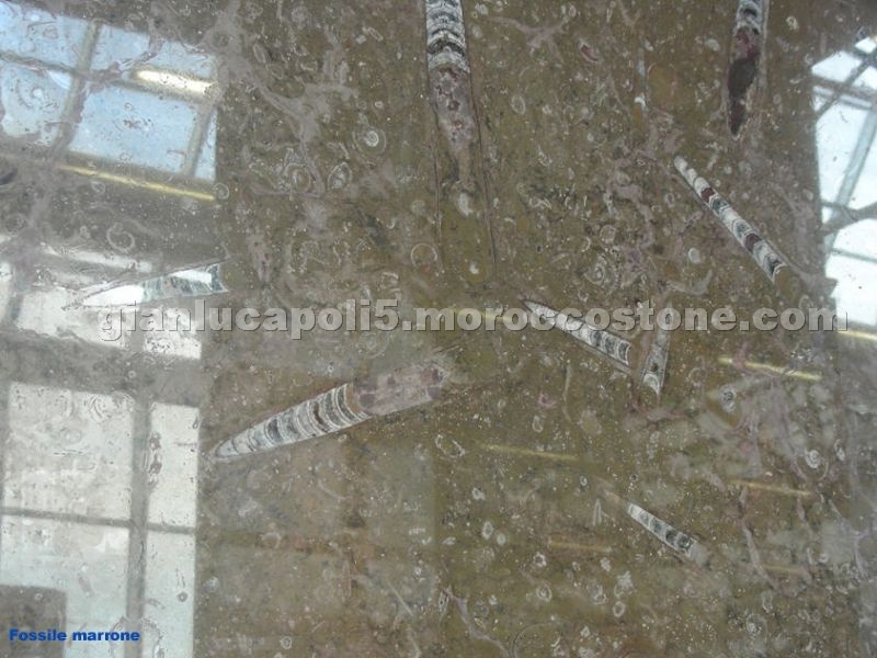 Fossile Marrone Fossile Marrone