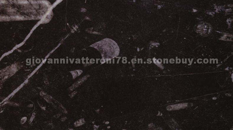 Fossil Black marble Fossil Black marble