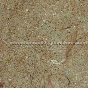 Fossil Limestone Fossil Limestone