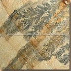 Mint Fossil sandstone