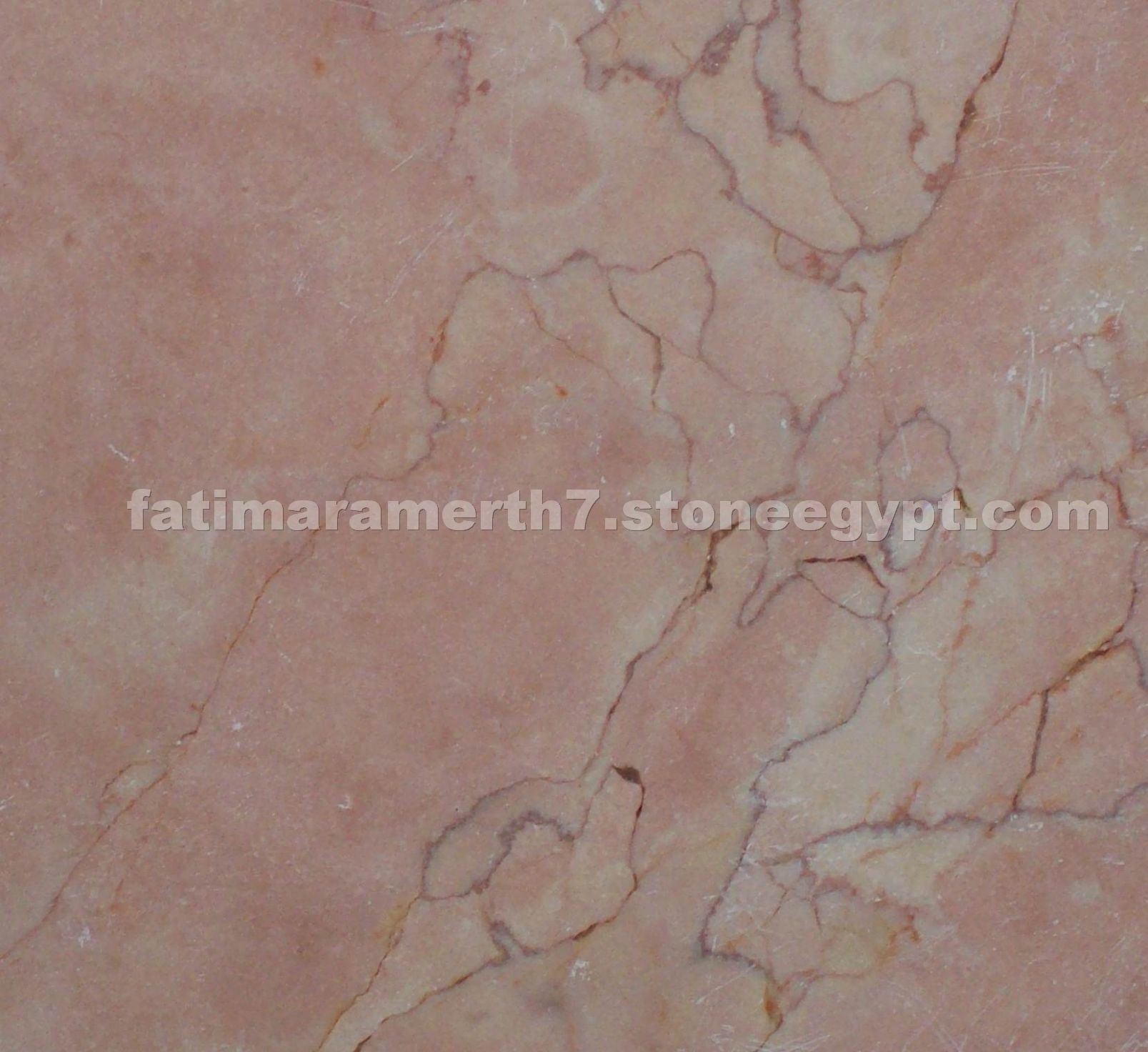 Zam Zam Rose