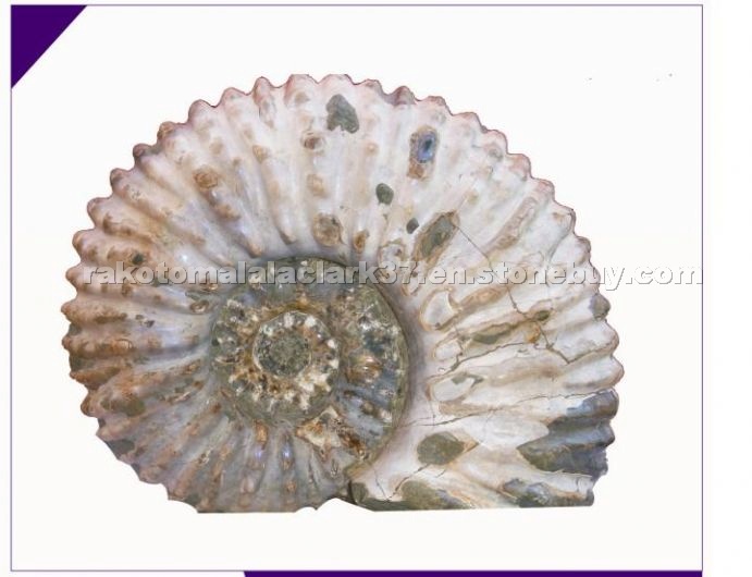 NAUTIL FOSSIL
