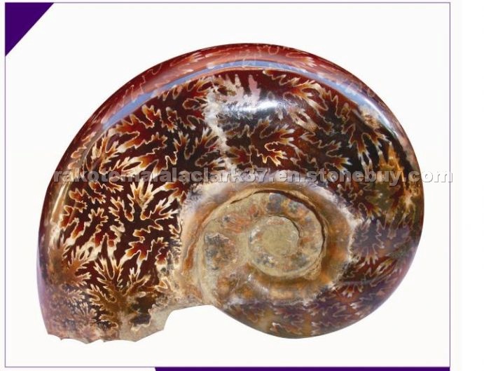 AMMONITE DIFFUSER
