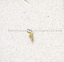 White quartz slab with shell YBS-012