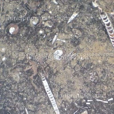 Brown Fossil marble