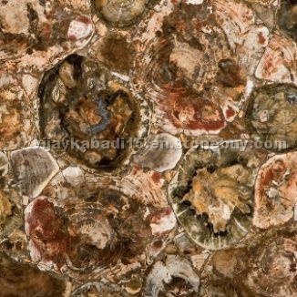 Petrified Wood