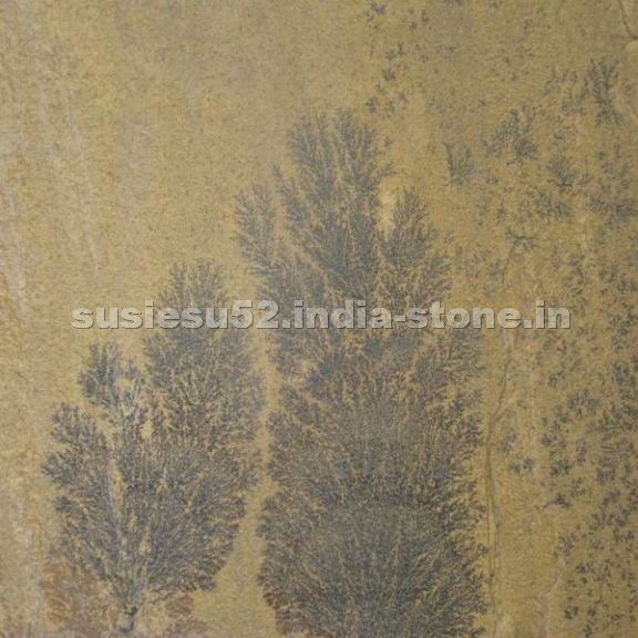 Fossil Sandstone