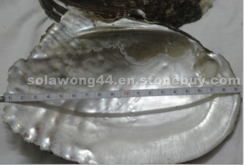 Raw Freshwater Shell