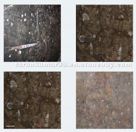 Fossil Brown Marble