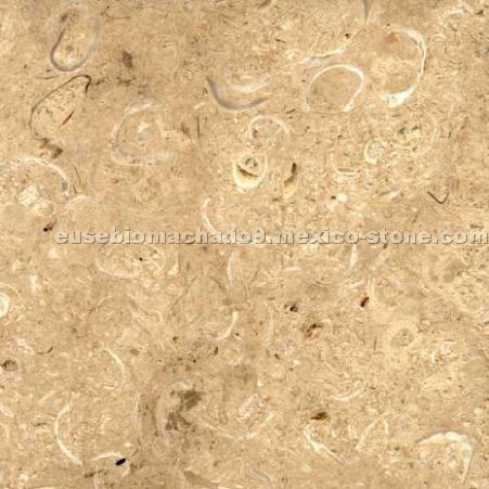 Coquina Limestone