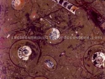 fossil marble