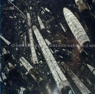Fossile Black marble
