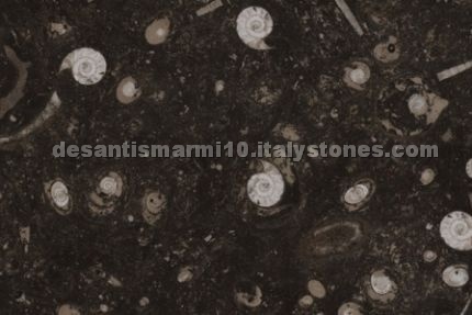 Fossil Brown / Pietra di Erfoud