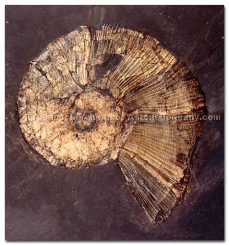 Fossil stones - Ammonites