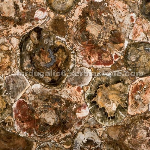 Petrified Wood Semi Precious Stone