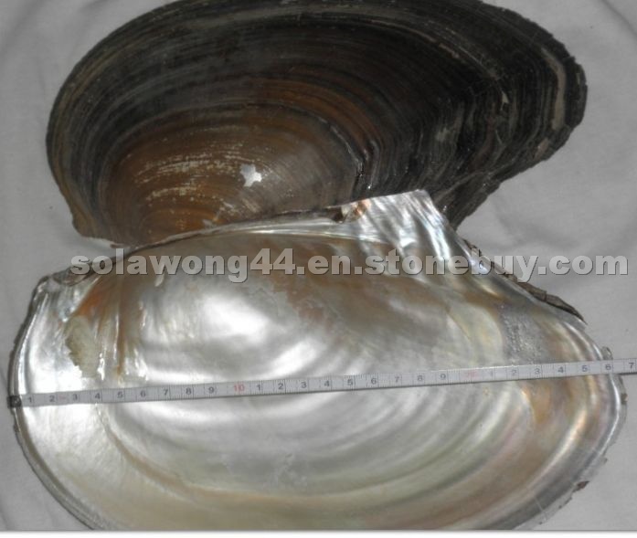 Raw Freshwater Shell