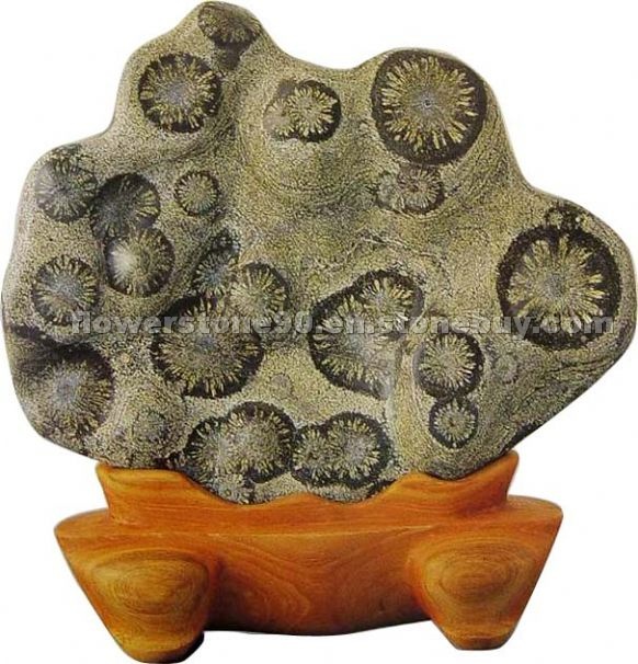 Golden Money chrysanthemum stone