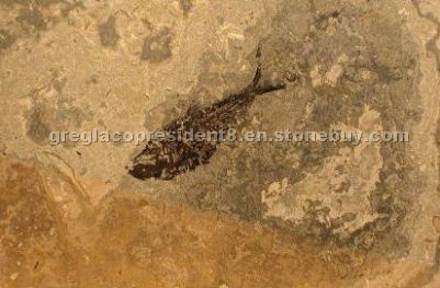 Fossil Stone Backsplashes