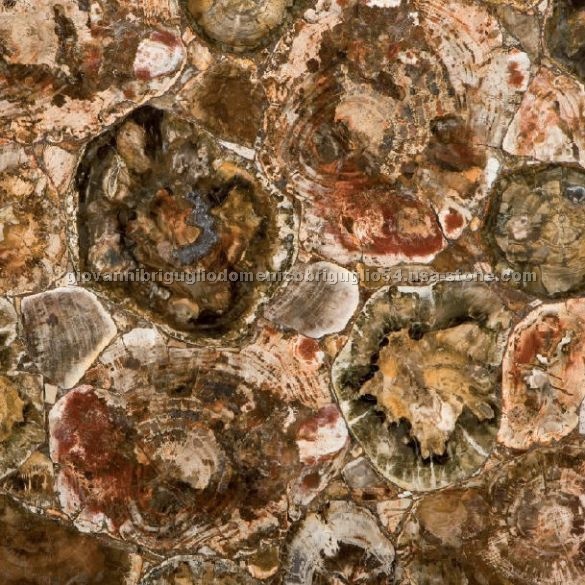 Petrified Wood Semiprecious Stone