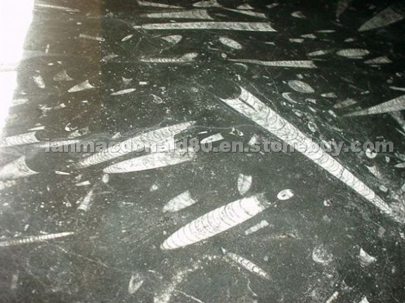 Moroccan Black Fossil