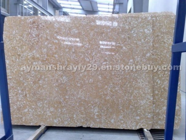 Shells Stone Gold Limestone Slabs